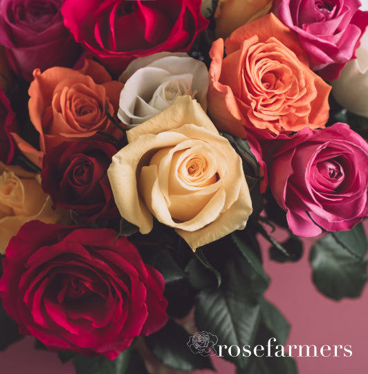 Fresh Roses Dressing Rose Farmers | Farm Fresh Roses | Buy Quality Roses Direct