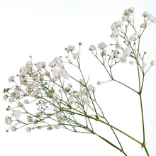 Baby's breath flower against a white background
