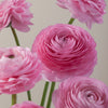 Pink Ranunculus