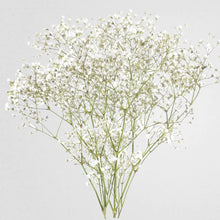 Baby's Breath (Addon)
