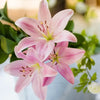 Pink lilies